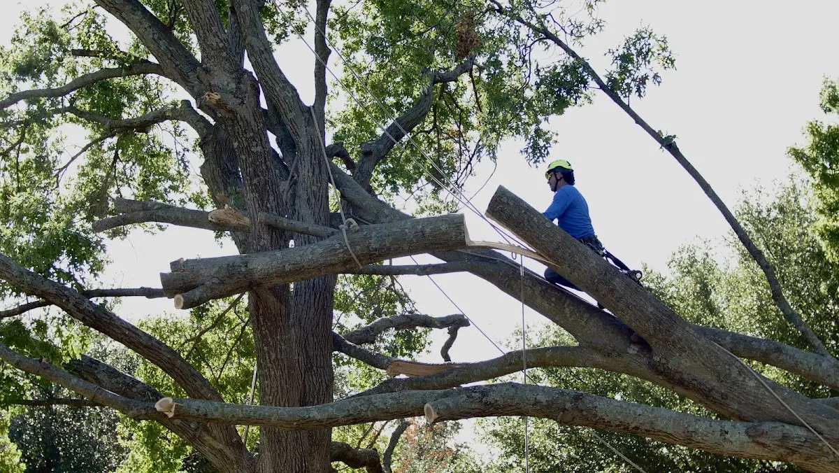Professional Hazardous Tree Removal performed by certified arborists in New Haven