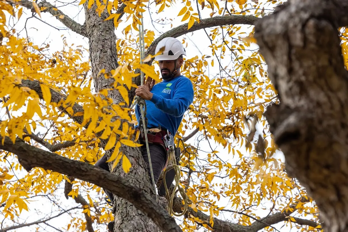 Skilled Tree Pruning crew working in New Haven